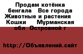 Продам котёнка бенгала - Все города Животные и растения » Кошки   . Мурманская обл.,Островной г.